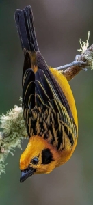Vibrant Yellow Bird: An Upside-Down Marvel in Nature