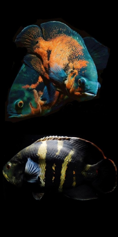Vivid Aquatic Life: A Contrast Between Two Distinct Species of Fish