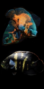 Vivid Aquatic Life: A Contrast Between Two Distinct Species of Fish