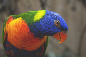 Vivid Splendor of the Allfarblori: A Close-Up of the Vibrant Parrot