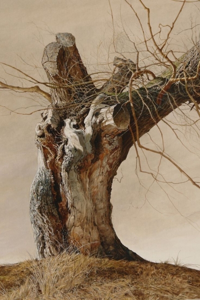 Weathered Beauty: A Glimpse into the Life of a Gnarled Tree