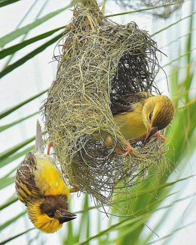 Yellow Birds at Work: Nest Weaving in Natural Habitat